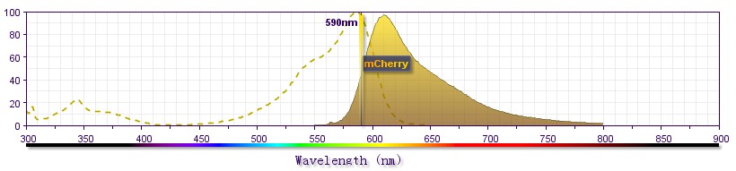 mcherry紅色熒光蛋白