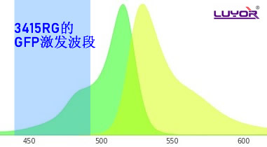 用GFP的激發(fā)光激發(fā)YFP是什么顏色？